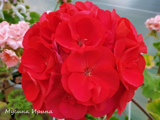 Шёлк Мадрид № 2418