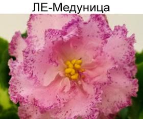 ЛЕ-Медуница (Е. Лебекая) стандарт герл листва