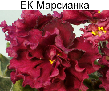 ЕК-Марсианка (Коршунова)