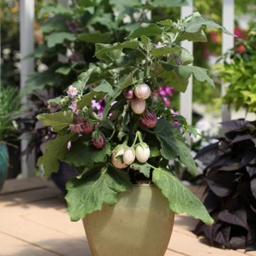 Баклажан (Solanum melongena F1) Pinstripe, 50шт семян