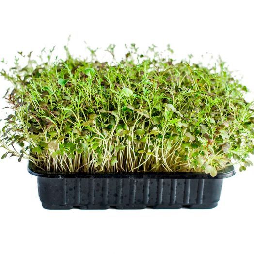 Репа листовая Комацуна, 5г семян