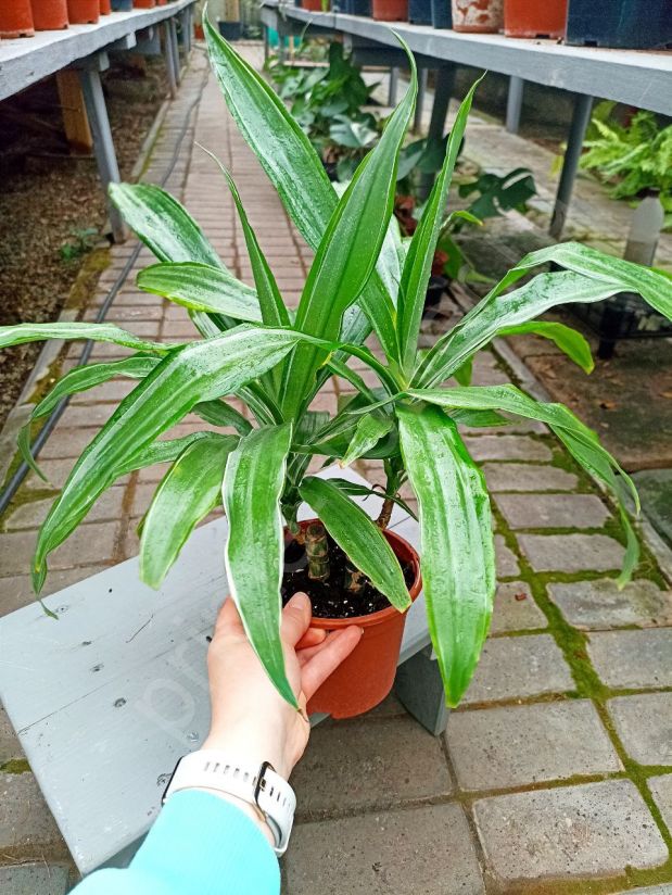 Драцена Душистая