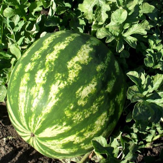 Арбуз Астраханский, 50шт семян