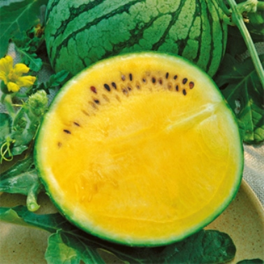 Арбуз Шампань F1, 10шт семян