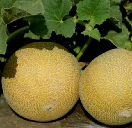 Дыня Трейси F1, 10шт семян