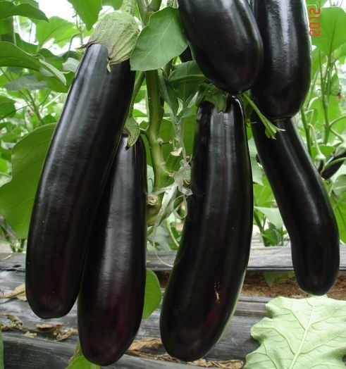 Баклажан Пантера, 1г семян