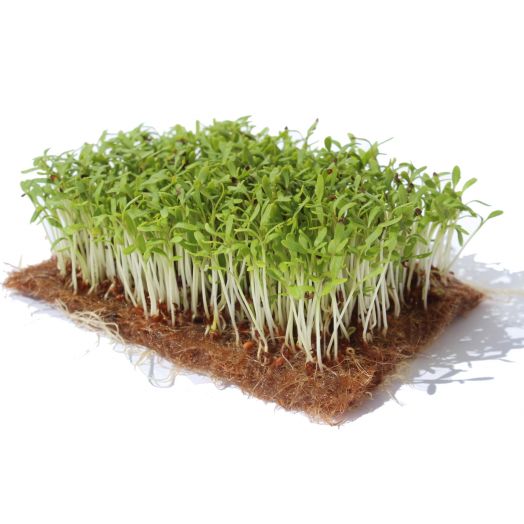 Кресс-салат Данский, 10г семян