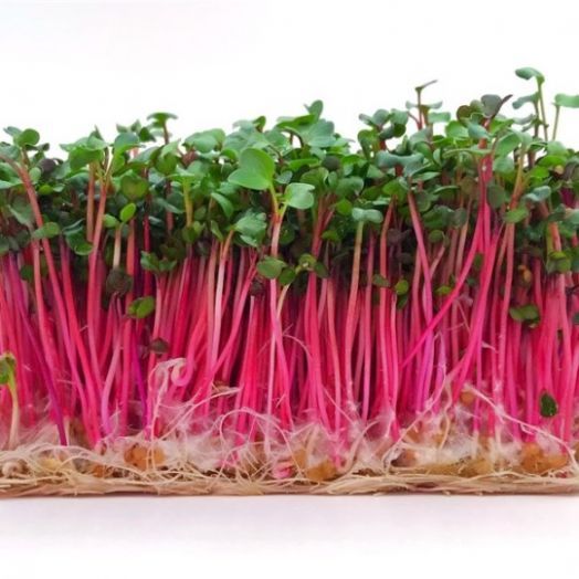 Редис Ред Корал, 10г семян