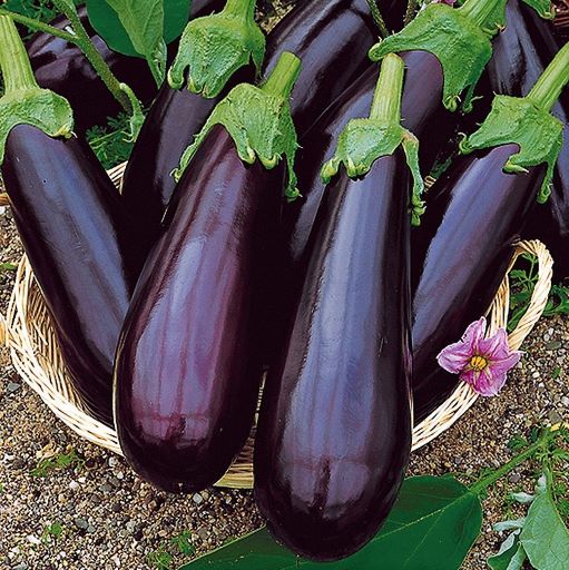 Баклажан Рома F1, 50шт семян