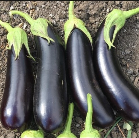 Баклажан Дестан F1, 50шт семян