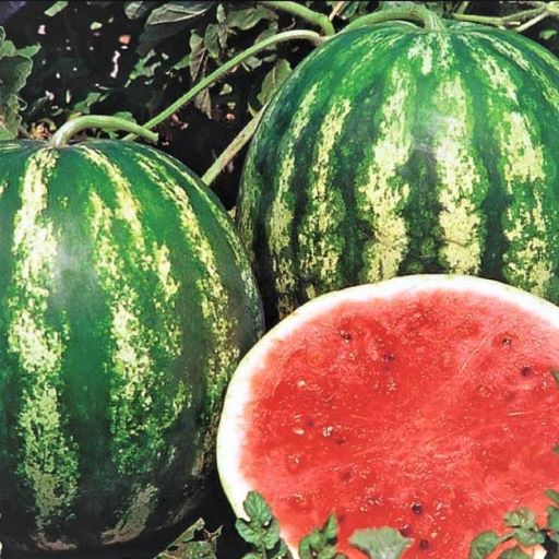 Арбуз Трофи F1, 10шт семян