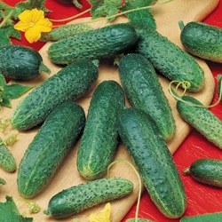 Огурец АСТЕРИКС F1, 500 семян