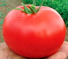 Томат детерминантный БОБКАТ F1, 500 семян