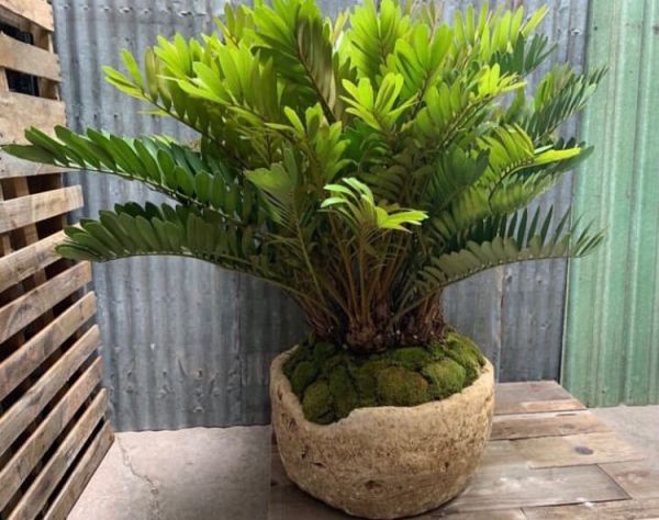 Zamia furfuracea (Замия шершавая)