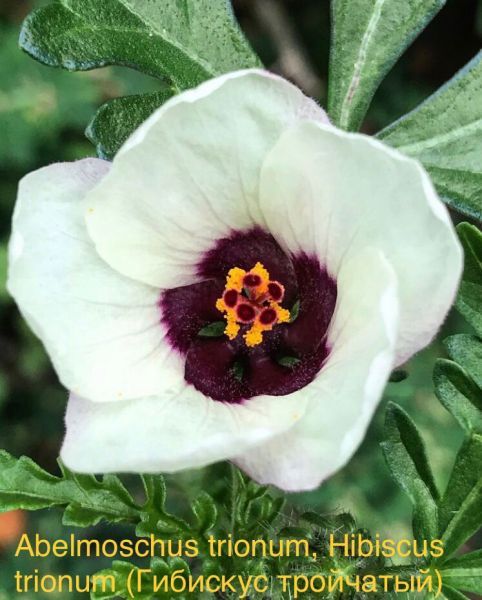 Abelmoschus trionum, Hibiscus trionum (Гибискус тройчатый)