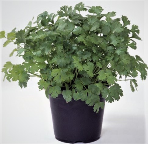 Кориандр Марино, 5г семян