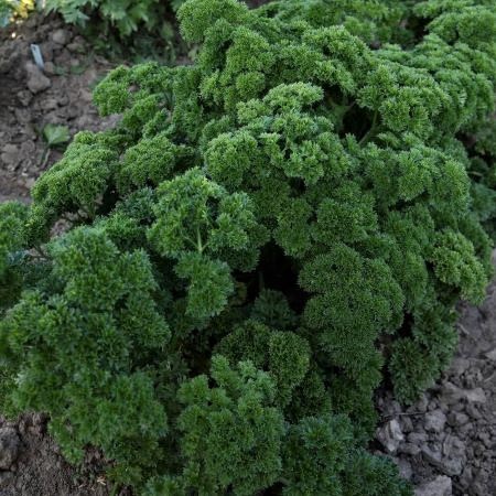 Петрушка листовая АЖУР, 100г семян