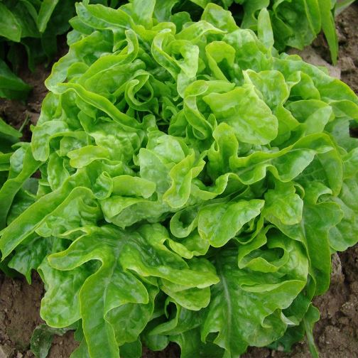 Салат Дубачек МС, 5г семян