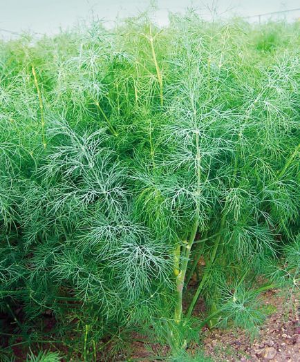 Укроп Голдкрон, 10г семян