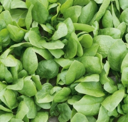 Шпинат Рембрандт F1, 5г семян