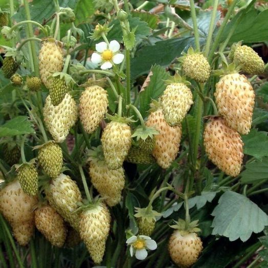 Земляника лесная Жёлтое чудо, 0,5г семян