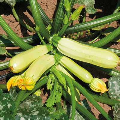 Кабачок Галакси F1, 50 семян