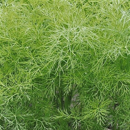 Укроп ГРИН СЛИВЗ, 100г семян