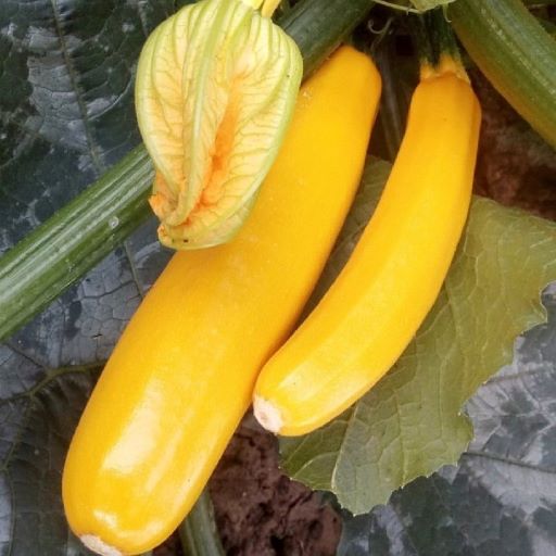 Кабачок Ясмин F1, 50шт семян