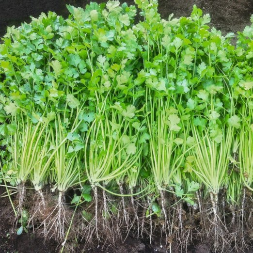 Кориандр КОММАНДЕР, 100г семян