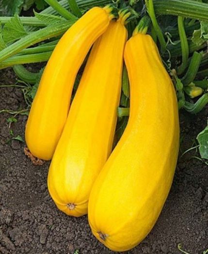 Кабачок цуккини ЖЕЛТОПЛОДНЫЙ, 100г семян