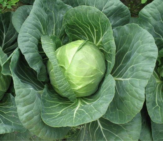 Капуста белокочанная НОЗОМИ F1, 1.000 семян