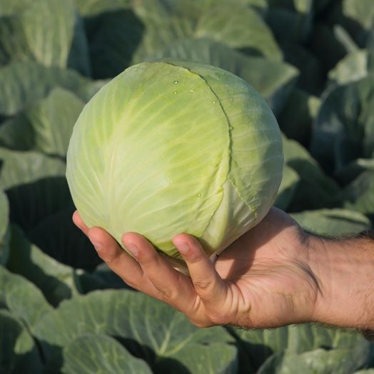 Капуста белокочанная Калуга F1, 100шт семян