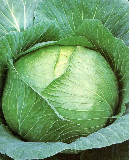 Капуста белокочанная Слава 1305, 5г семян