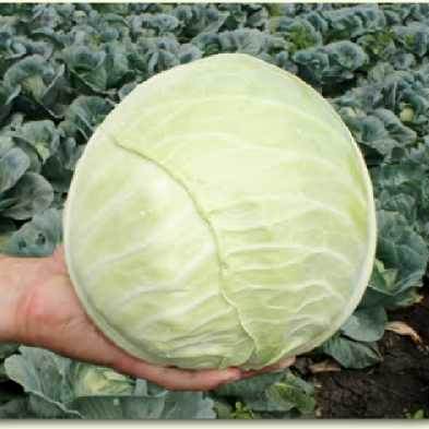 Капуста белокочанная Хипо F1, 100шт семян