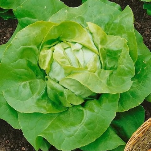 Салат Аттракцион, 5г семян