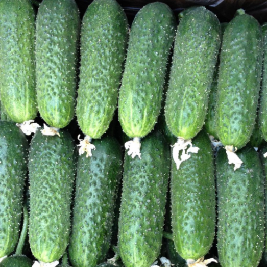 Огурец АЦТЕК F1, 250 семян