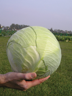 Капуста белокочанная Каунтер F1, 100шт семян