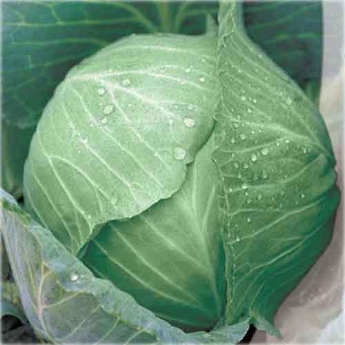 Капуста белокочанная Колобок, 5г семян