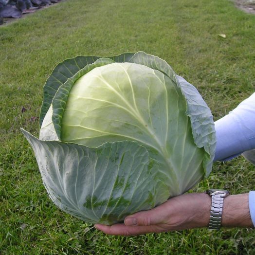 Капуста белокочанная Транзам F1, 100шт семян