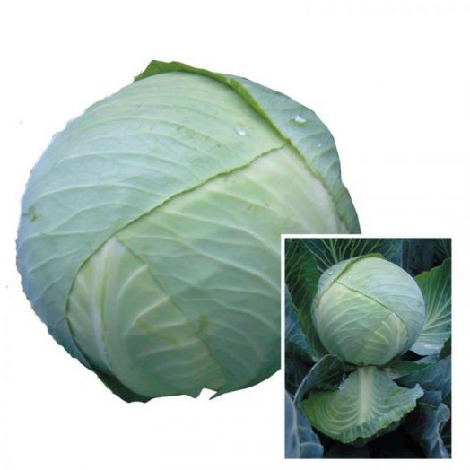 Капуста белокочанная Файтер F1, 100шт семян