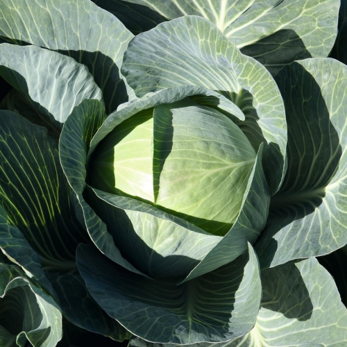 Капуста белокочанная Экспект F1, 100шт семян