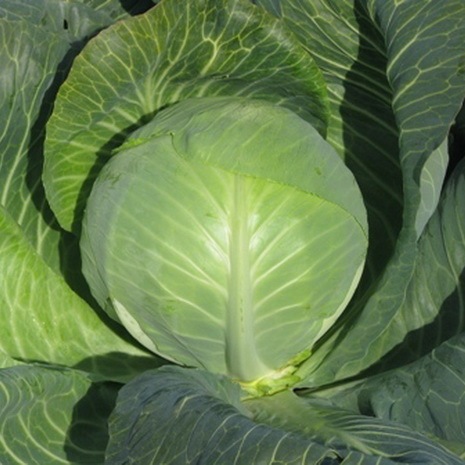 Капуста белокочанная Престиж F1, 5г семян