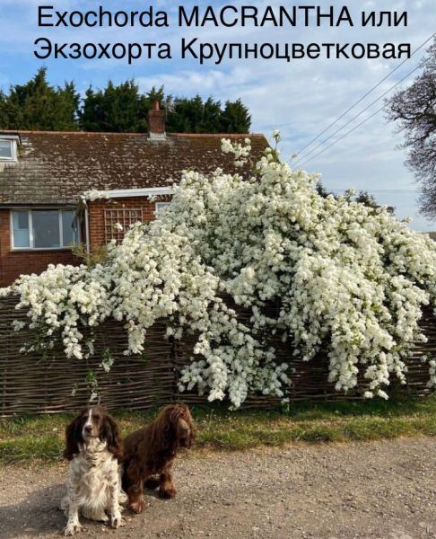 Exochorda MACRANTHA или Экзохорта Крупноцветковая