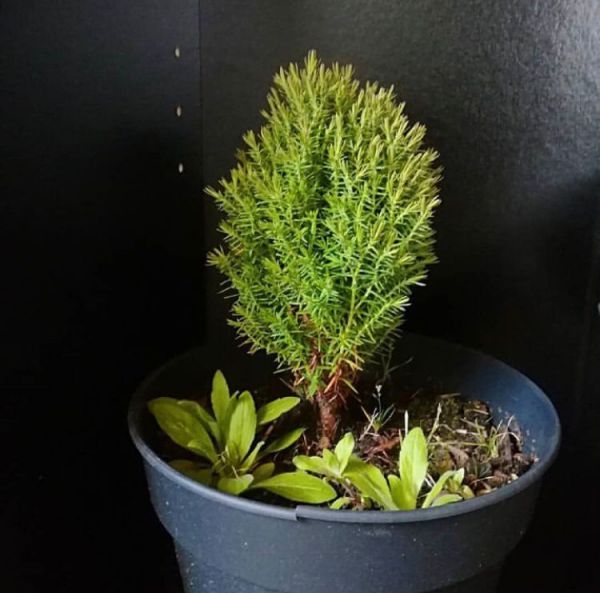 Thuja OCCIDENTALIS или Туя Западная