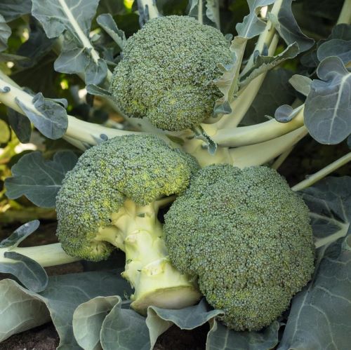 Капуста брокколи Батавия F1, 100шт семян