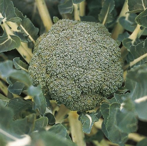 Капуста брокколи Лаки F1, 100шт семян