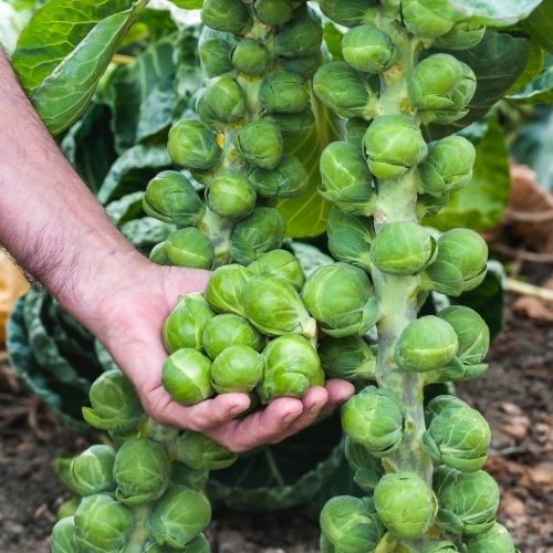 Капуста брюссельская Касио, 1г семян