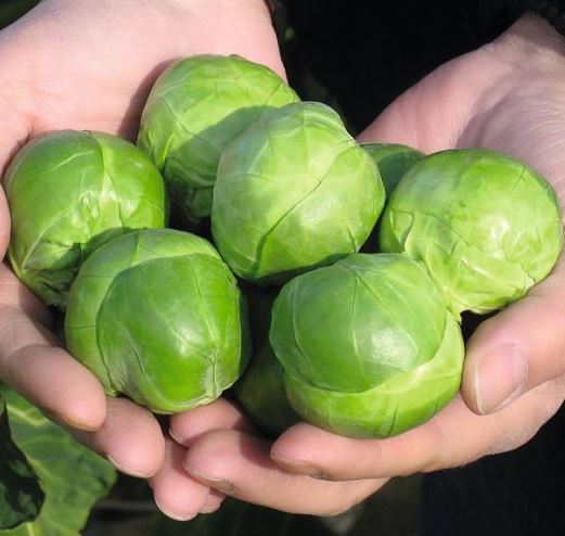 Капуста брюссельская Франклин F1, 25шт семян