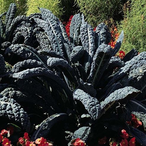 Капуста кейл Чёрный Тосканский, 5г семян