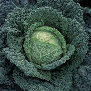 Капуста савойская Мелисса F1, 50шт семян